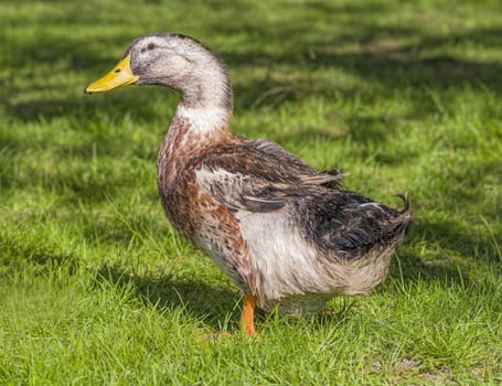domestic goose with a yellow beak walking on green grass