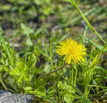 large yellow dandelion grew green grass macro