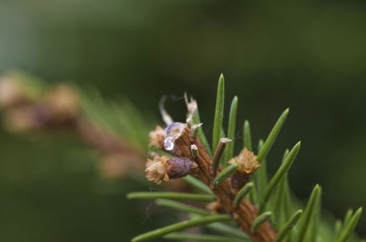 Pine resin transparent to cut green branches macro