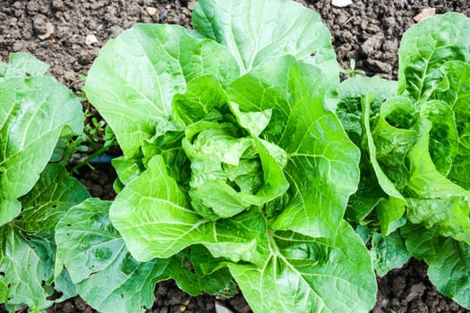 italian cauliflower organic farming