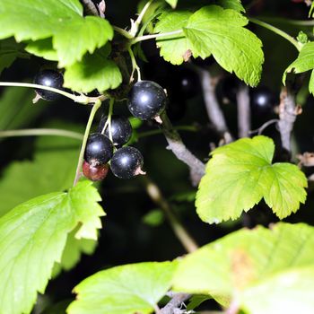 black currant on a branch among green leaves