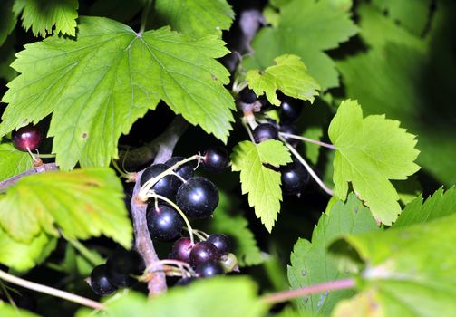 black currant on a branch among green leaves