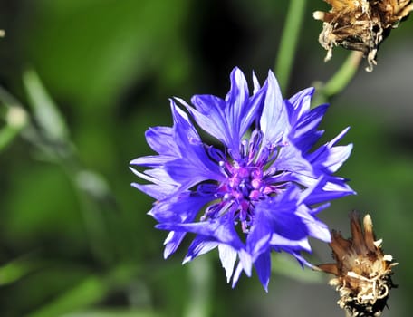 Blue cornflower on a background of grass and other cornflowers