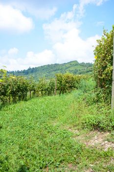italian mountain vineyard in Tuscany