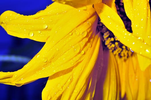 rain drops on the petals of a sunflower