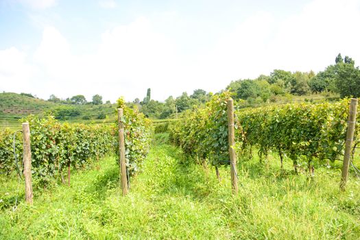 italian mountain vineyard in Tuscany