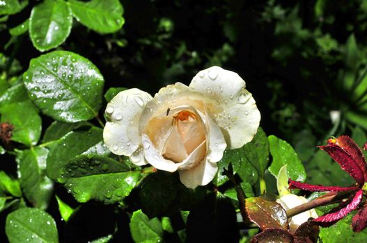 white rose with rain drops on the petals in the garden