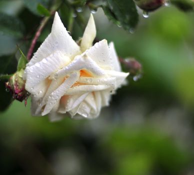 white rose with rain drops on the petals in the garden