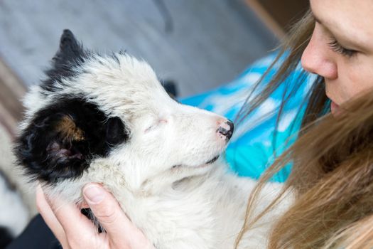 Small Border Collie puppy resting in the arms of a woman