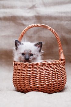 Nice small kitty in wicker basket on canvas background