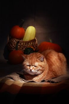 Slipping ginger domestic cat on background with pumpkins