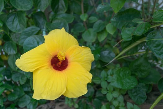 Yellow hibiscus on Natural background