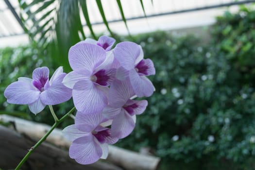 Beautiful Purple orchids in the garden.