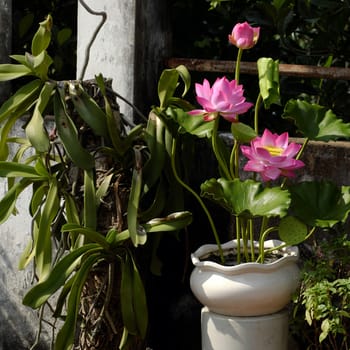 Artificial flower, handmade lotus flower with green leaf and pink petal make from clay, diy art product for home decoration