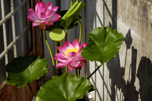 Artificial flower, handmade lotus flower with green leaf and pink petal make from clay, diy art product for home decoration