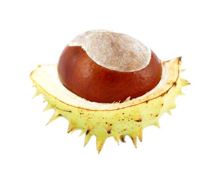 open chestnut in peel on white background