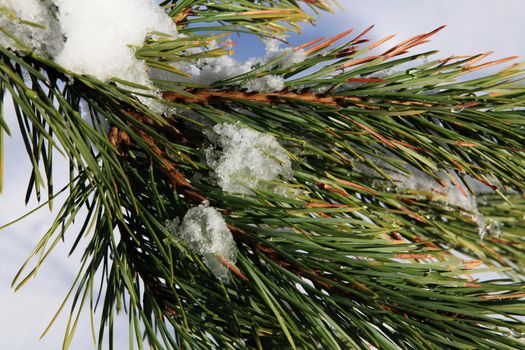 branches of fir tree strewn lightly with snow in January