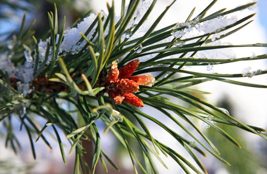 branches of fir tree strewn lightly with snow in January