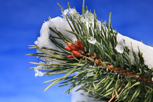 branches of fir tree strewn lightly with snow in January