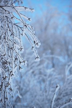 Hoarfrost on the trees in cold winter forest over blue sky background