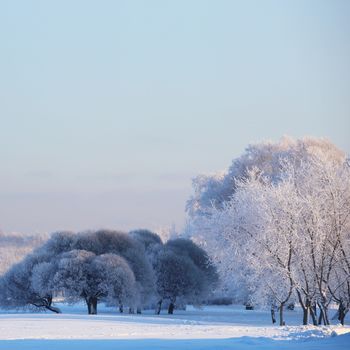 Beautiful landscape of winter forest with hoarfrost on trees