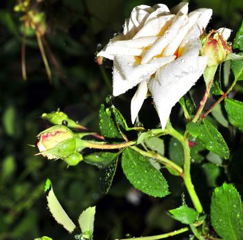 white rose with rain drops on the petals in the garden