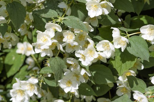 White jasmine flowers bloom in spring on a green bush