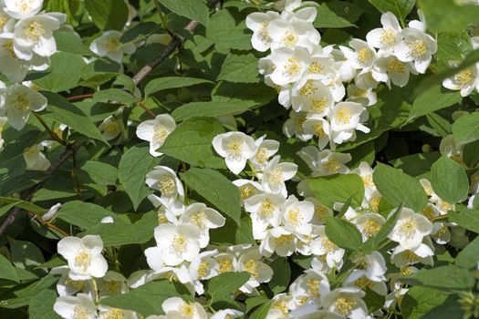 White jasmine flowers bloom in spring on a green bush