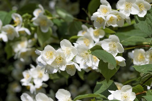 White jasmine flowers bloom in spring on a green bush