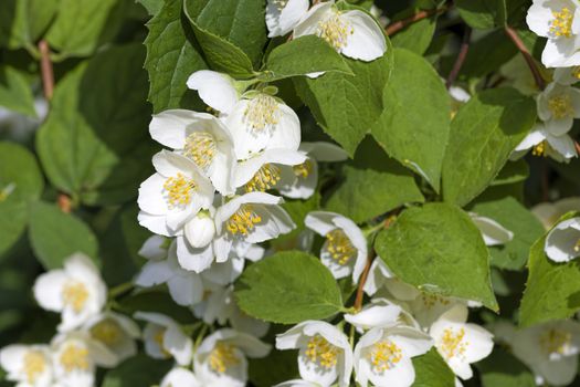 White jasmine flowers bloom in spring on a green bush