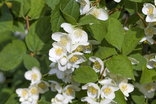 White jasmine flowers bloom in spring on a green bush