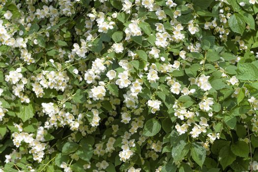 White jasmine flowers bloom in spring on a green bush