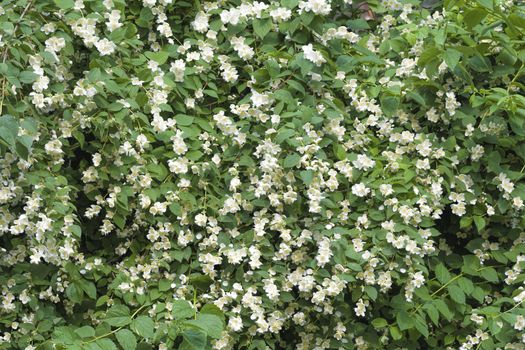 White jasmine flowers bloom in spring on a green bush