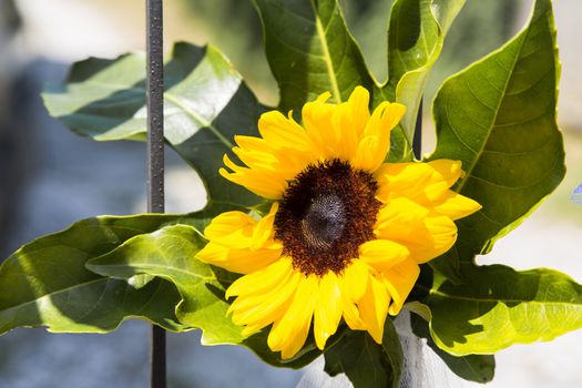 Close up view of a sunflower mounted on an iron gate