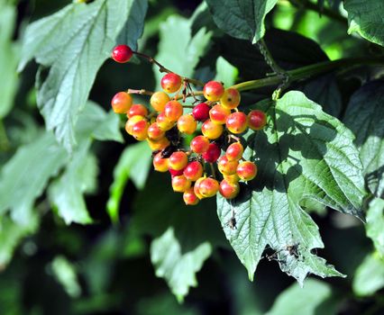 Close focus on orange hawthorn berry hanging on bench with blurry focus green background.