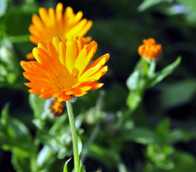 Sunny bright yellow flower among the emerald greens
