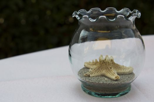 View of a starfish in a glass jar that is used as centreboard