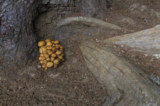 View of a small group of mushrooms at the foot of a tree