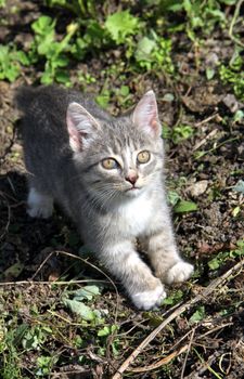 little kitty in the garden in summer day