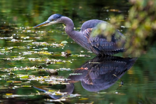 The Great Blue Heronhunting for food in the lake at Crystal Springs Rhododendron Garden in Portland Oregon