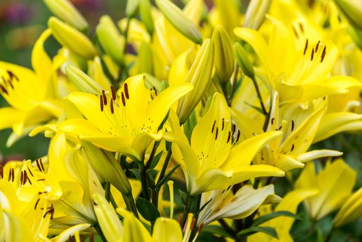 Lots of yellow lilies in the flowerbed