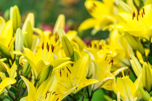 Lots of yellow lilies in the flowerbed