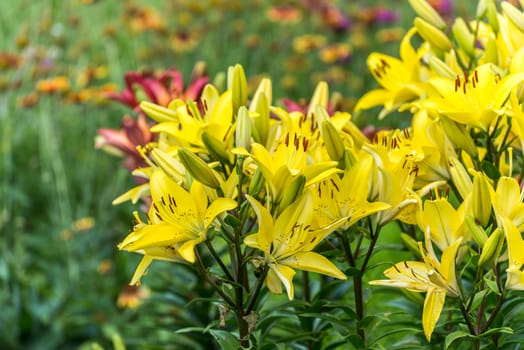 Lots of yellow lilies in the flowerbed