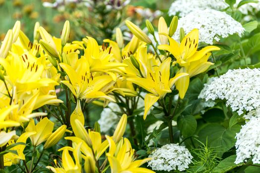 Lots of yellow lilies and white hydrangea in the flowerbed