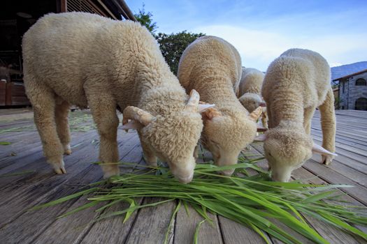 merino sheep eating ruzi grass leaves on wood ground of rural livestock  farm