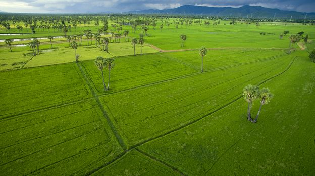 aerial view of green rice paddy field agriculture area in petchaburi thailand