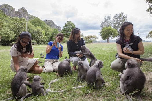 PRACHUAPKHIRIKHAN - SEPTEMBER 24 : thai visitor feeding nut and food for flock of dusky leaf monkey at wing 5 airforce  on september 24, 2016 in Prachuapkhirikhan Thailand