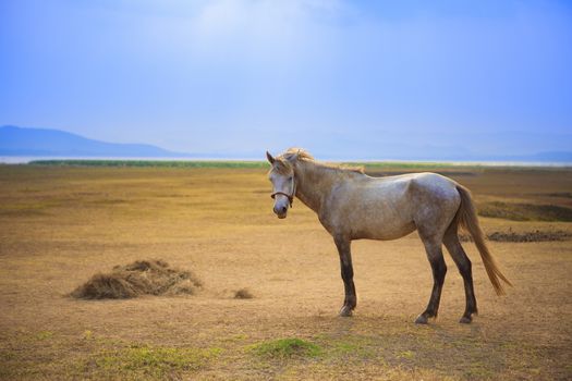 white horse standing in open rural farm against beautiful sun light