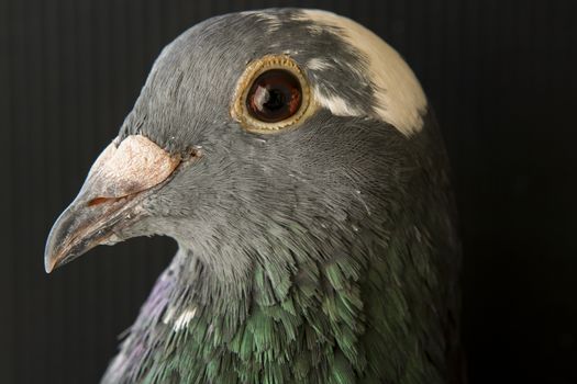 close up side view beautiful head shot of speed racing pigeon bird in home loft on gray background