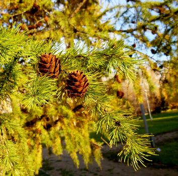 Sawn larch branch with cones. On the background of trees and sky. Autumn day